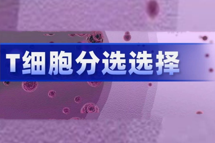 T细胞分离阴选、阳选区别有多大？