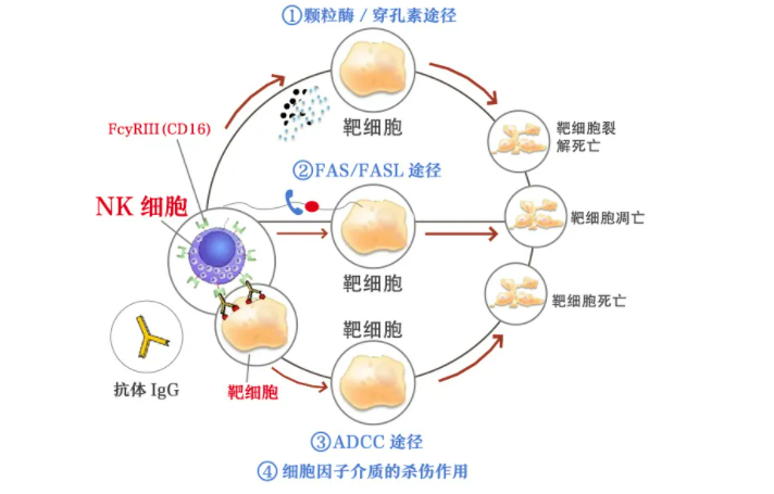 应对新冠病毒，NK细胞帮你度过难关