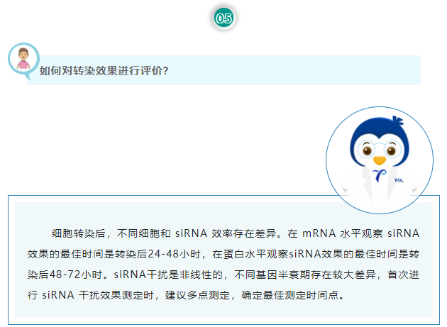 如何对转染效果进行评价？细胞转染后，不同细胞和 siRNA 效率存在差异。在 mRNA 水平观察 siRNA 效果的最佳时间是转染后24-48小时，在蛋白水平观察siRNA效果的最佳时间是转染后48-72小时。siRNA干扰是非线性的，不同基因半衰期存在较大差异，首次进行 siRNA 干扰效果测定时，建议多点测定，确定最佳测定时间点。